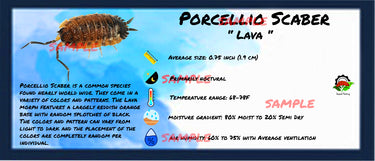 Porcellio Scaber Lava Isopod Bin Label